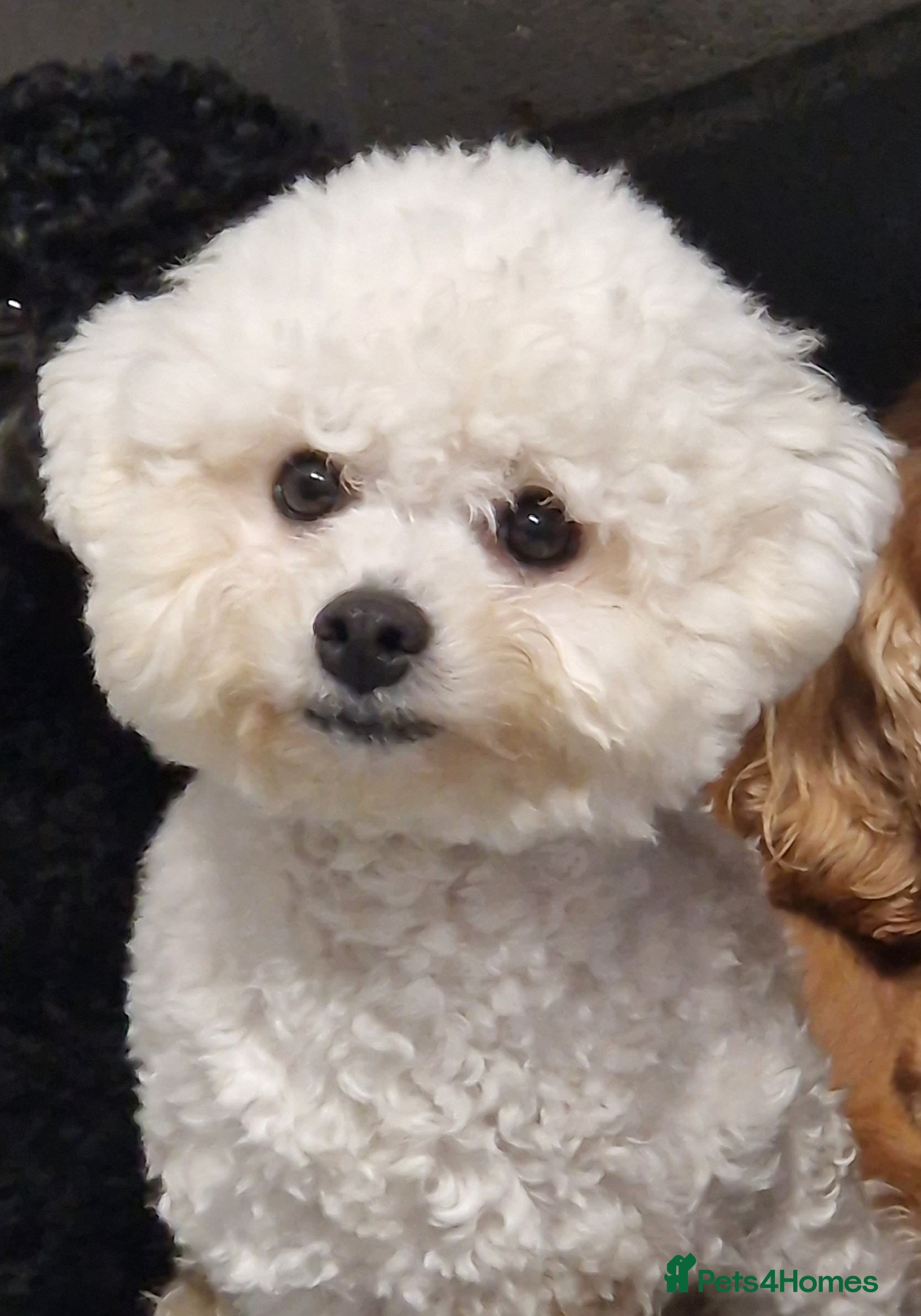 Mixed Breed dogs UNIQUE STUNNING HEALTH TESTED COCKACHON PUPPIES - Advert 4