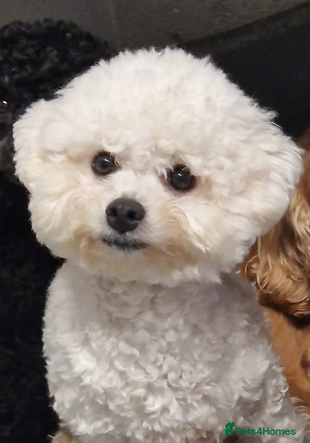 Mixed Breed dogs for sale: UNIQUE STUNNING HEALTH TESTED COCKACHON PUPPIES - Advert 1