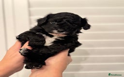 Mixed Breed dogs for sale: Adorable jackacavapoo puppies only 2 left  - Image 21
