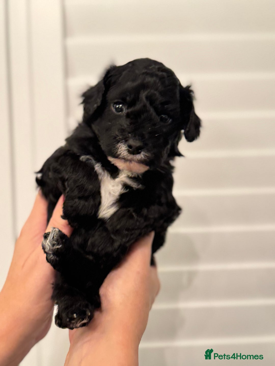 Mixed Breed dogs for sale: Adorable jackacavapoo puppies only 2 left  - Image 21