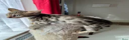 Bengal cats for sale: Brown Bengal Boy (last one) - Advert 30