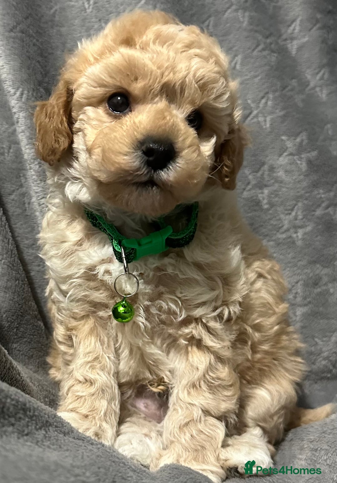 Maltipoo dogs for sale: 🐶 3 Gorgeous Toy Maltipoo F1b Puppies for sale🐶  - Image 8