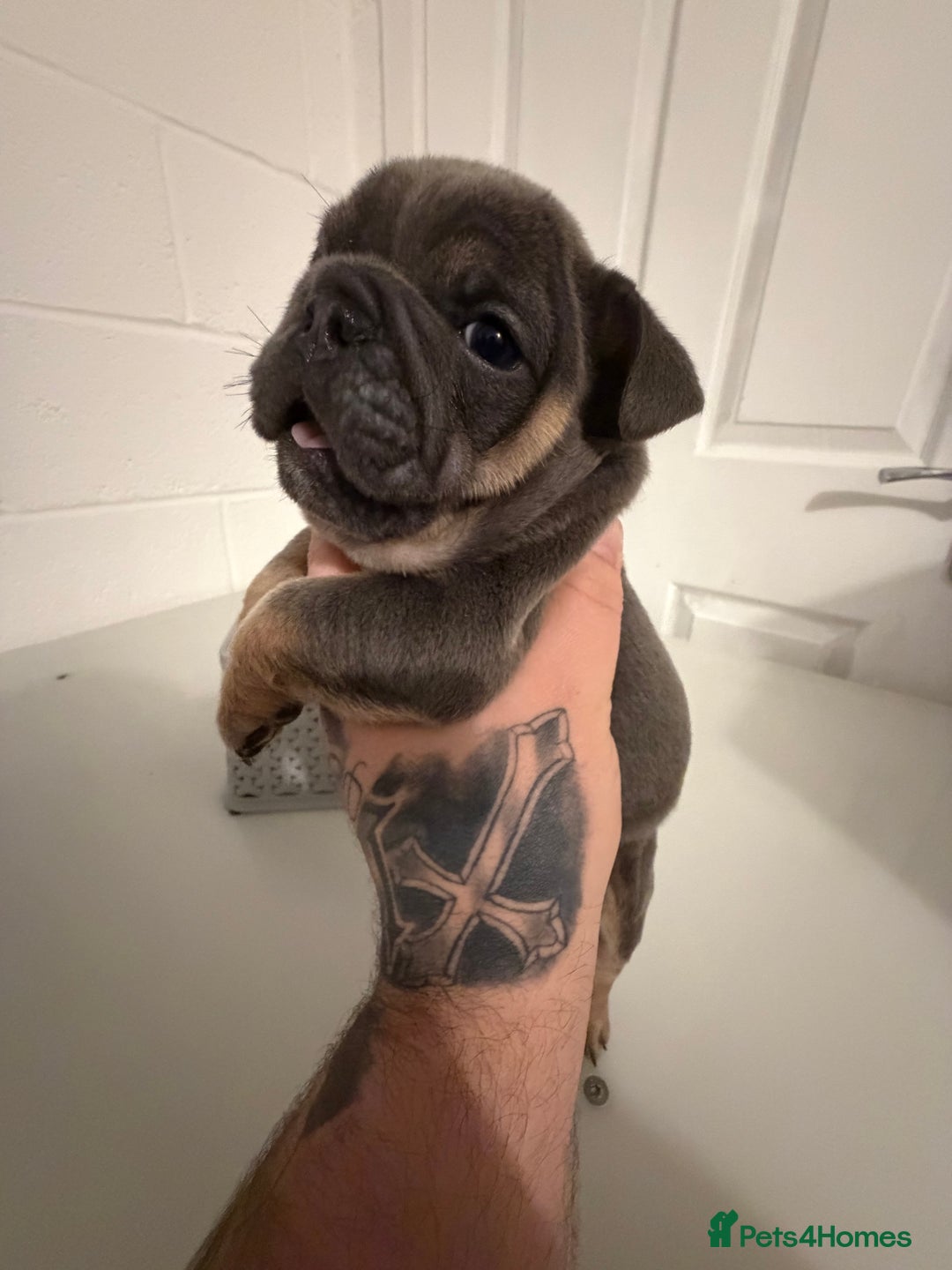 English Bulldog dogs for sale: A LITTER NOT TO BE MISSED 🔥 - Advert 6