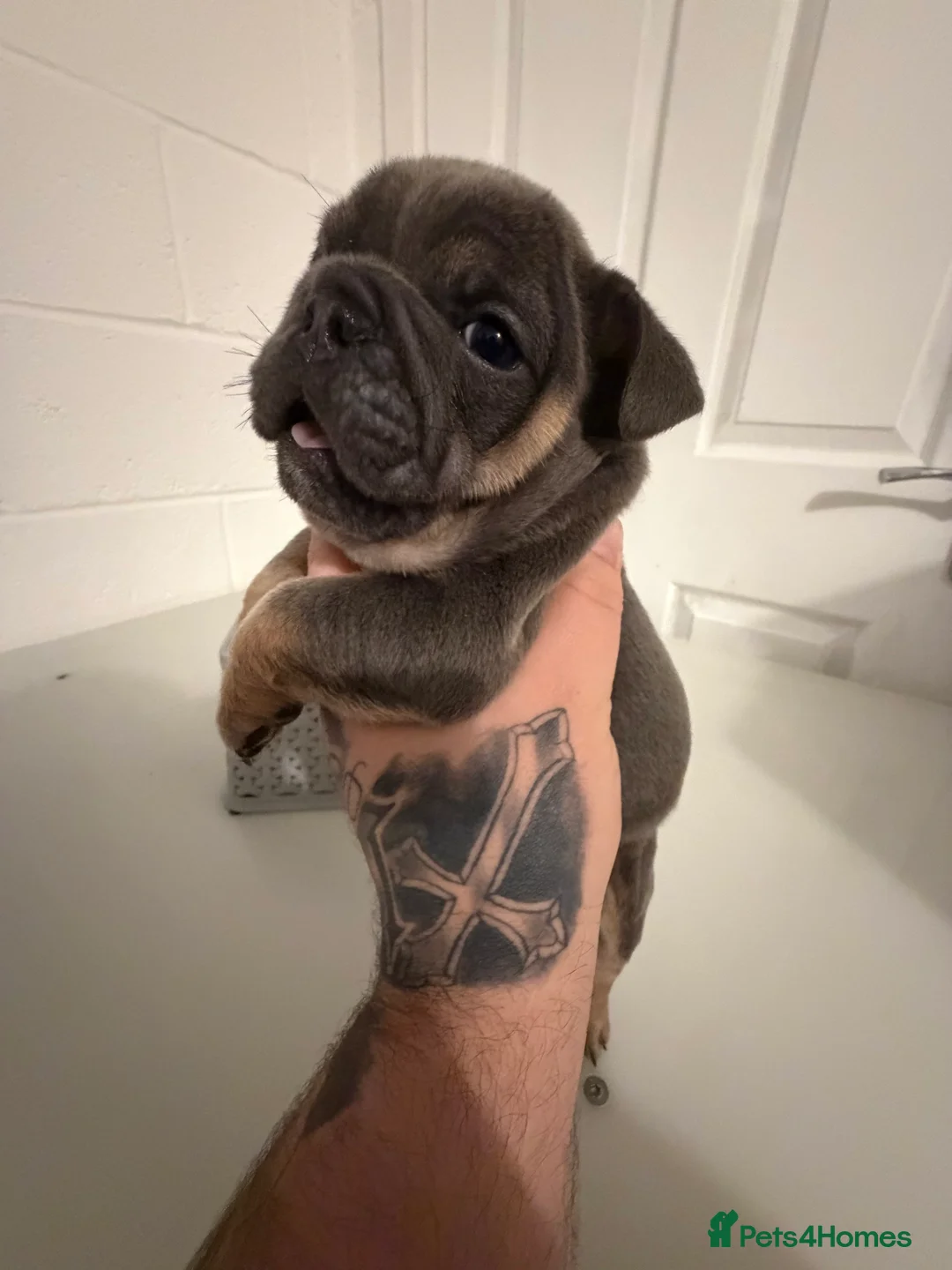 English Bulldog dogs for sale: 1 stunning female left 🔥🔥🔥 - Advert 6