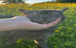 British Shorthair cats for sale: Kittens for forever homes - Image 8