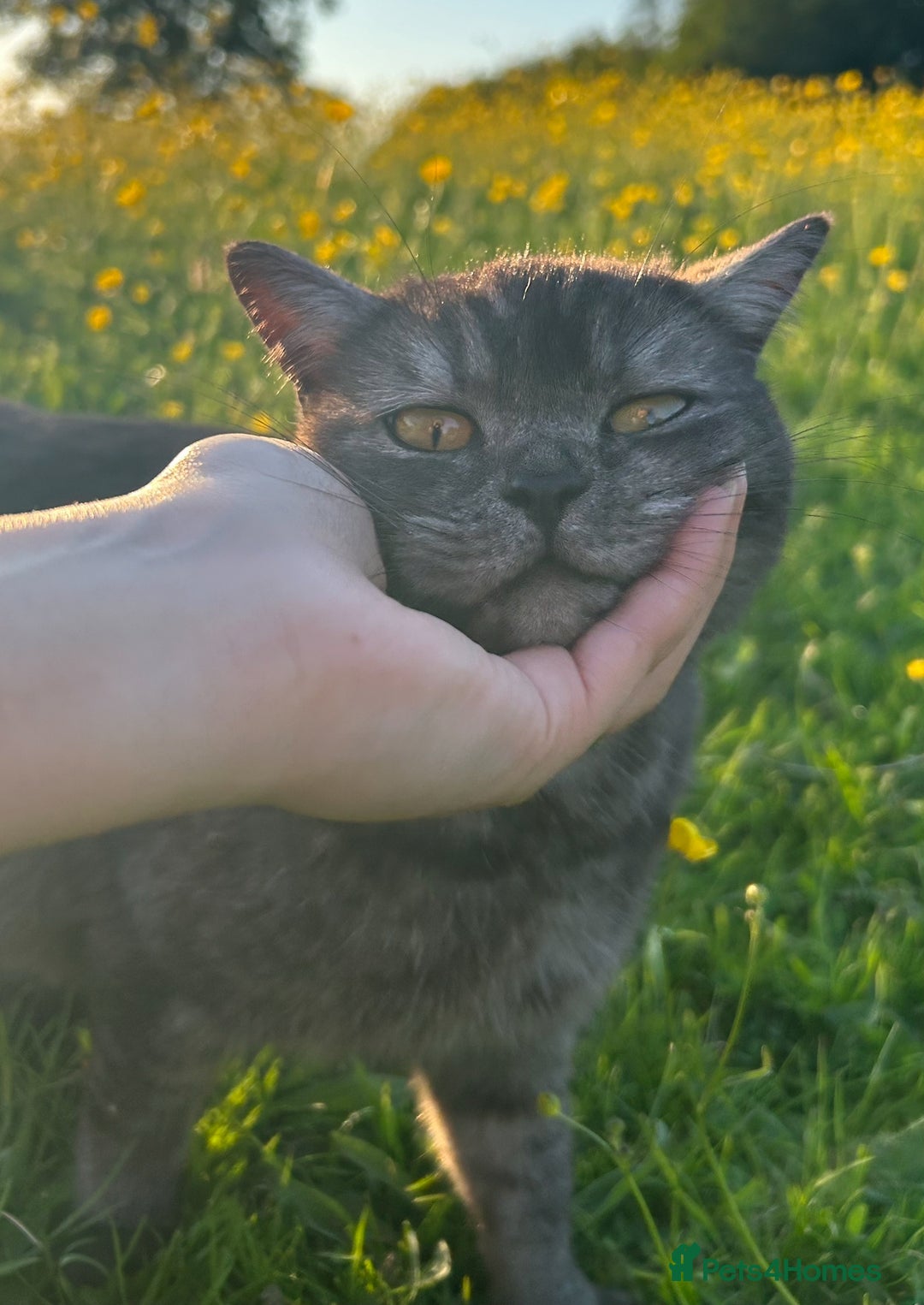 British Shorthair cats for sale: Kittens for forever homes - Image 8