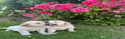 Golden Retriever dogs for sale: Chunky golden retriever puppies, kc registered in Poulton-le-Fylde - Advert 17