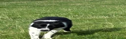 Smooth Collie dogs for sale: Collie female  in Bangor - Advert 2