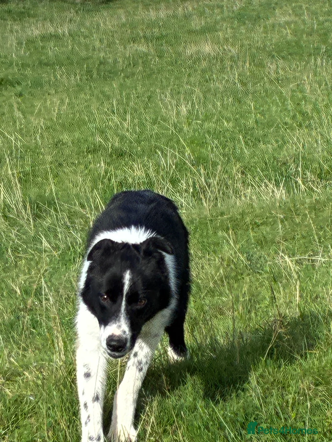 Smooth Collie dogs for sale: Collie female  in Bangor - Advert 2