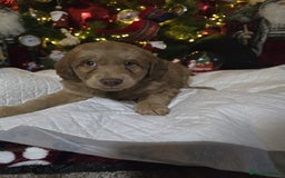 Cockapoo dogs for sale: Cockapoo puppies  - Advert 11