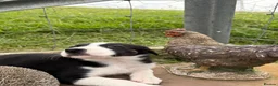 Border Collie dogs for sale: 4 Border Collie ISDS Registered Pups for Sale - Advert 19