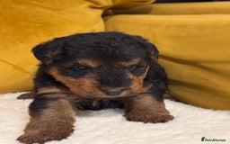 Welsh Terrier dogs for sale: Top quality litter  - Image 8