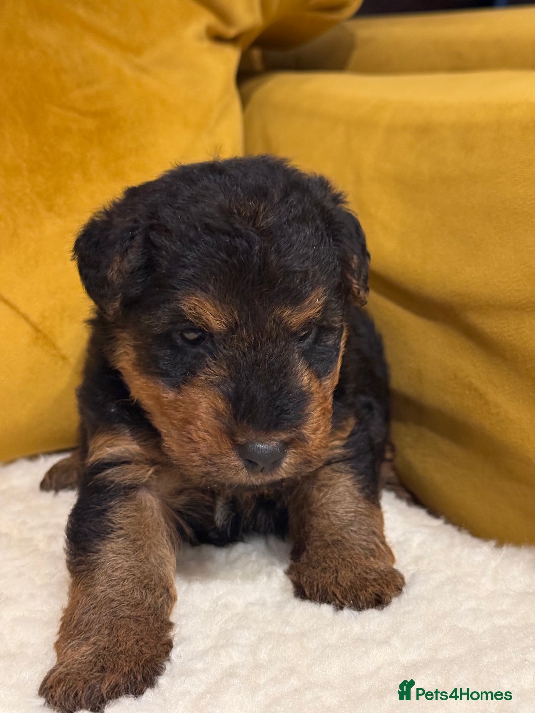 Welsh Terrier dogs for sale: Top quality litter  - Image 8