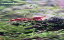 Shrimps fish for sale: Bright Red Cherry Shrimp – Healthy & Active! - Image 1