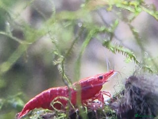 Shrimps fish for sale - Advert 1