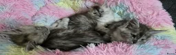 Maine Coon cats for sale: Tica reg kittens- neutered. 3 left Ready soon - Advert 13