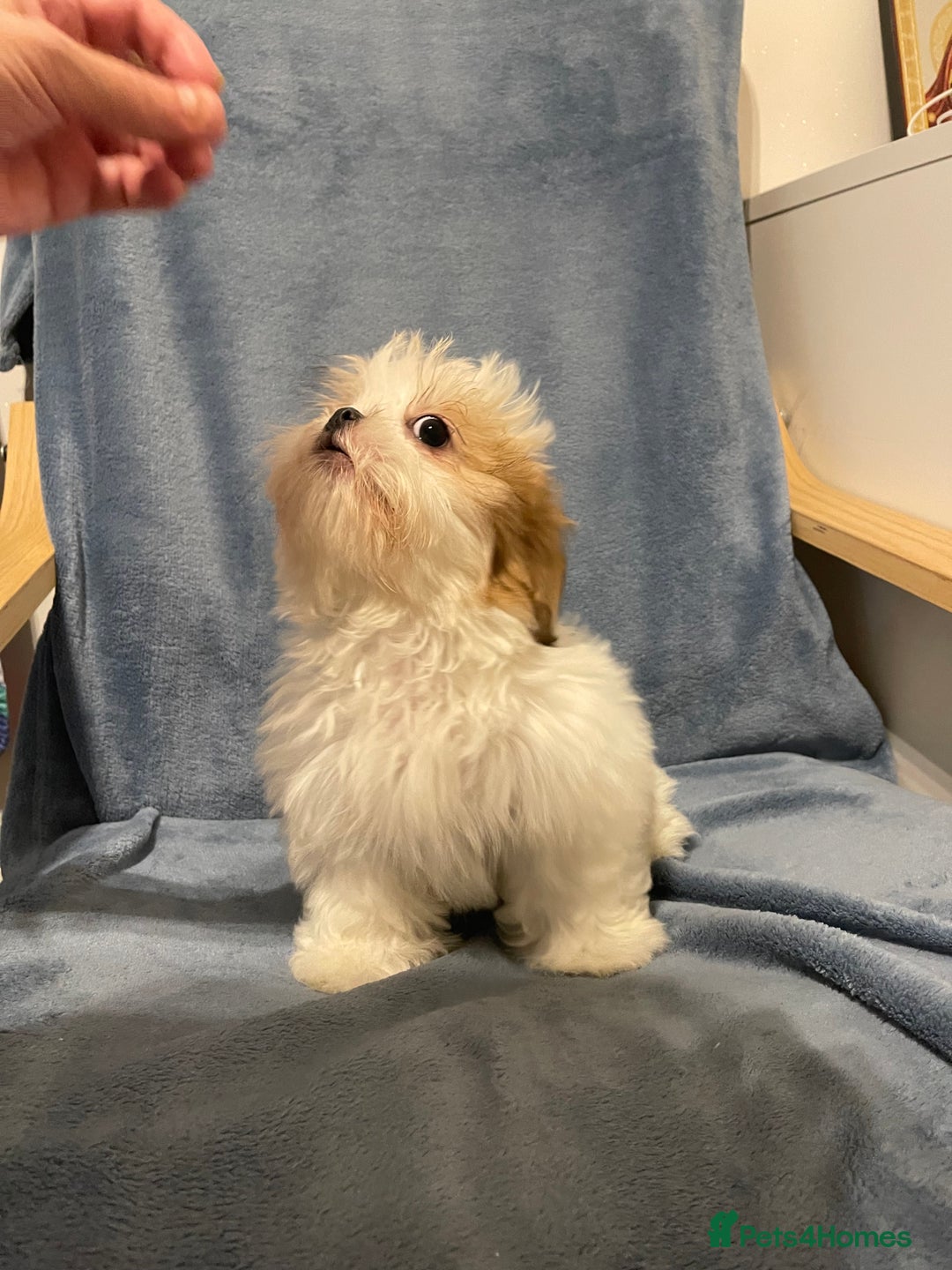 Shih Tzu dogs for sale: Standard pure bred Girl puppy. - Advert 4