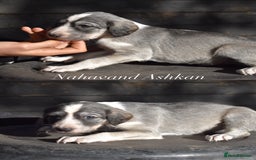 Saluki dogs for sale: ✨Exceptional Saluki Puppies from Iranian Imports✨ - Image 7