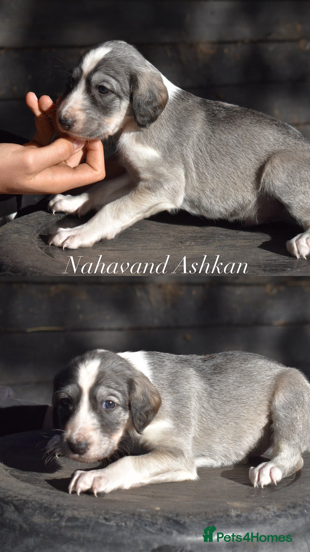 Saluki dogs for sale: ✨Exceptional Saluki Puppies from Iranian Imports✨ - Image 7