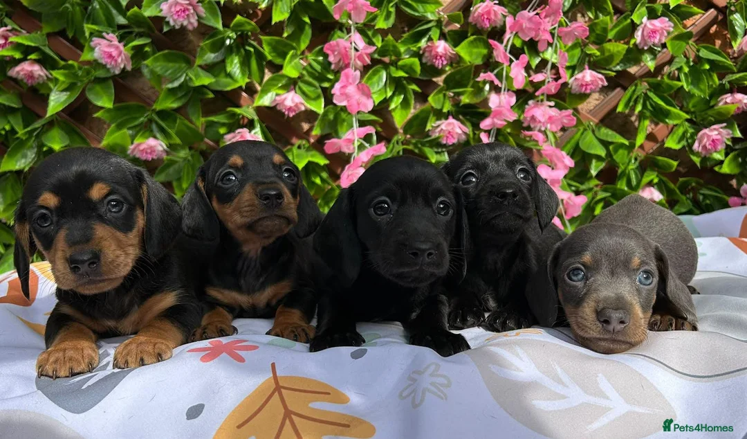 Miniature Dachshund dogs for sale: BEAUTIFUL QUALITY MINIATURE DAXI KC PRA CLEAR - Advert 2