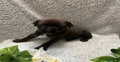 Bandog dogs - Advert 3