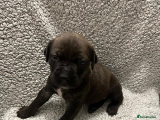 Bandog dogs multigen Bandogge Puppies/mastiff mix - Advert 1