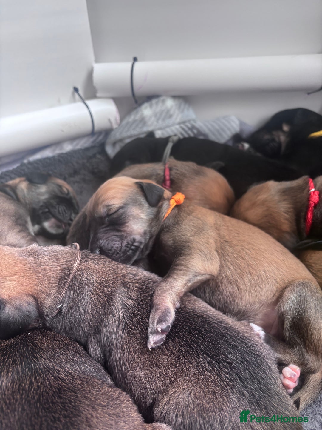 Mixed Breed dogs for sale: Saluki Bull Grey Puppies  - Image 29