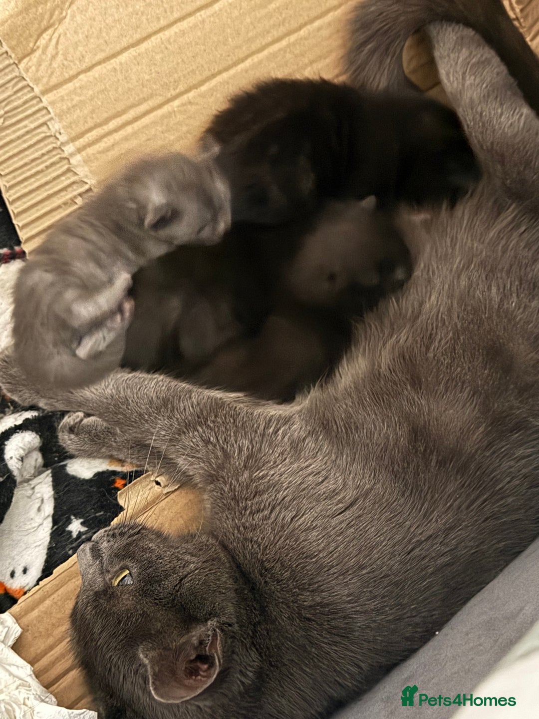 Mixed Breed cats for sale: Mixed breed kittens  - Advert 1