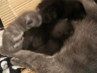 Mixed Breed cats Mixed breed kittens - Advert 1