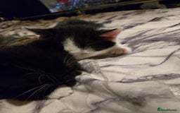 Mixed Breed cats for sale: Gorgeous kittens looking for forever home - Image 7