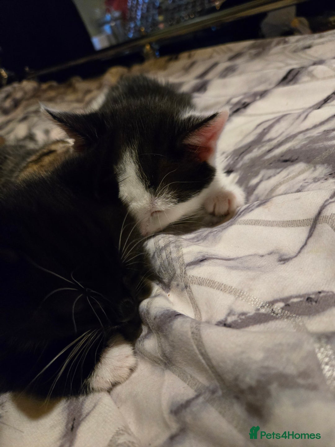 Mixed Breed cats for sale: Gorgeous kittens looking for forever home - Image 7