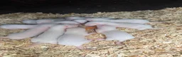 Ferret rodents for sale: Ferrets from working stock  - Advert 2
