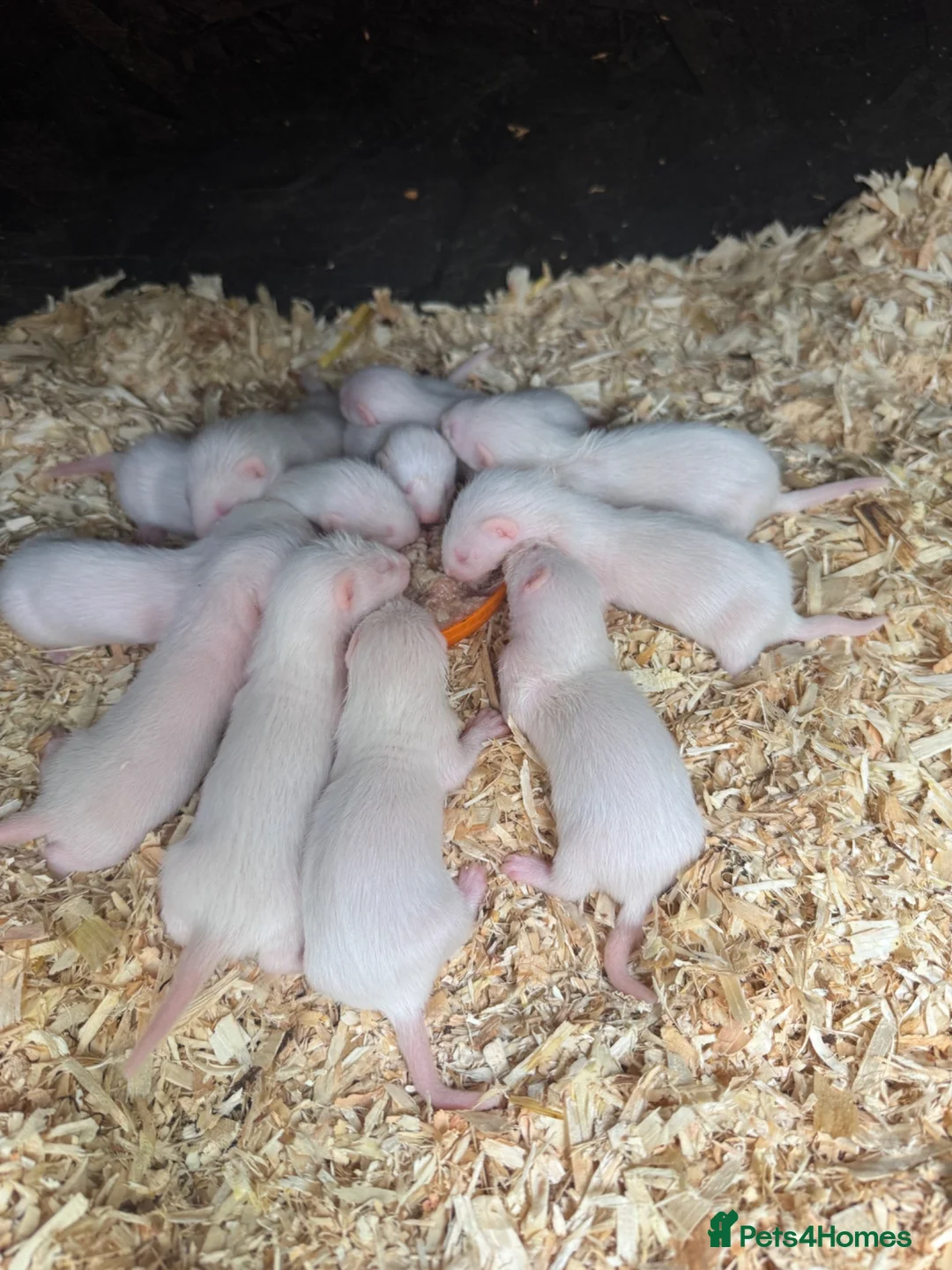 Ferret rodents for sale: Ferrets from working stock  - Advert 2