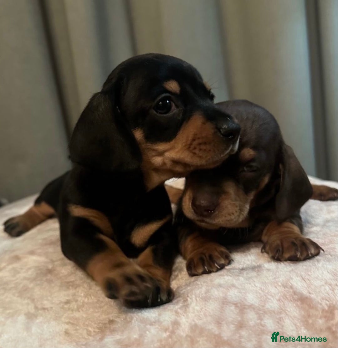 Dachshund dogs for sale: 2 GORGEOUS DAPPLE DACHSHUNDS  - Advert 5