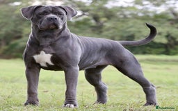 Cane Corso dogs for sale: Lupo D’Italia Kennels - Image 23