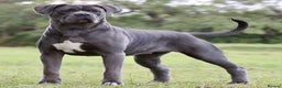 Cane Corso dogs for sale: Lupo D’Italia Kennels - Advert 6