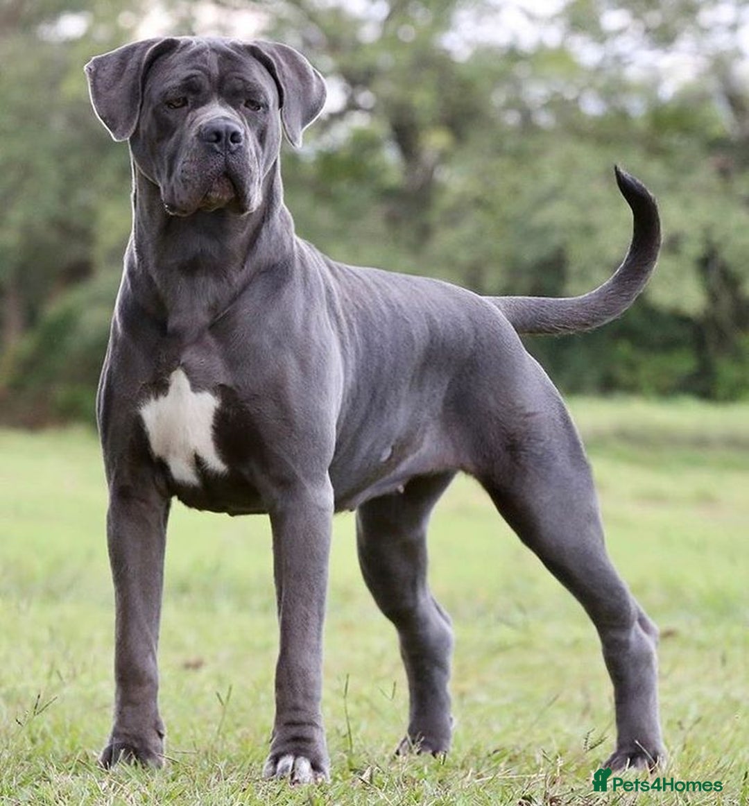 Cane Corso dogs for sale: Lupo D’Italia Kennels - Image 23