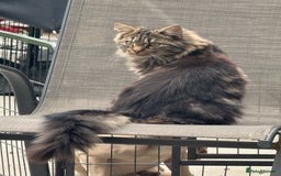 Bengal cats for sale: Bengal cross Maine coon - Image 8