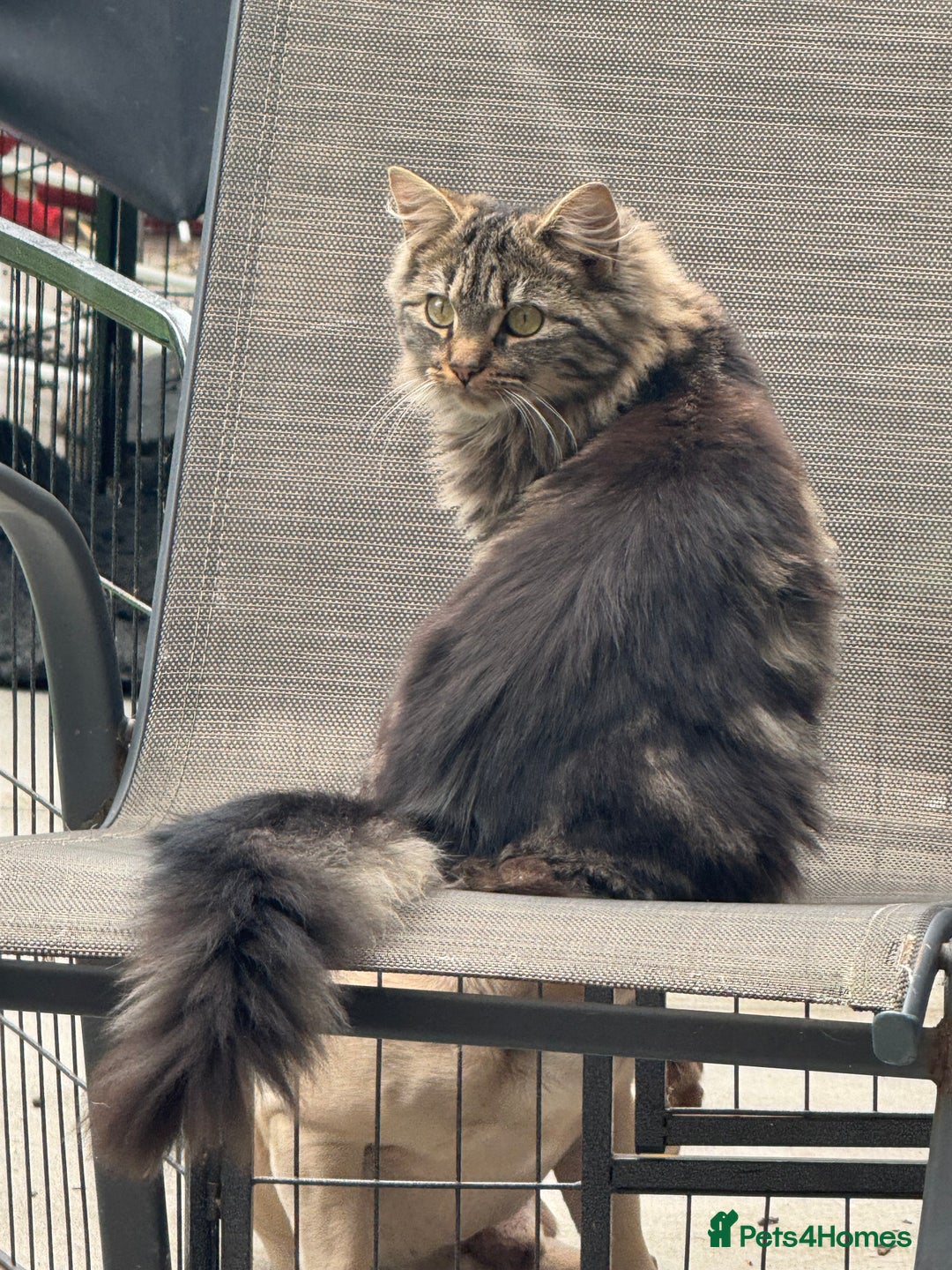 Bengal cats for sale: Bengal cross Maine coon - Image 8
