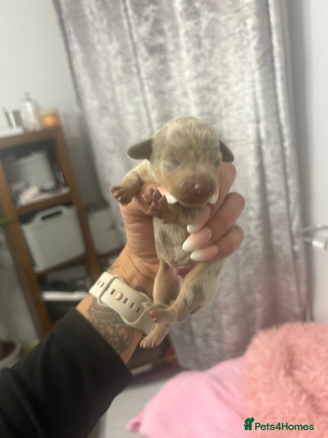 Mixed Breed dogs for sale: Xxx TINY dachshund x chihuahua puppies xxx - Image 19