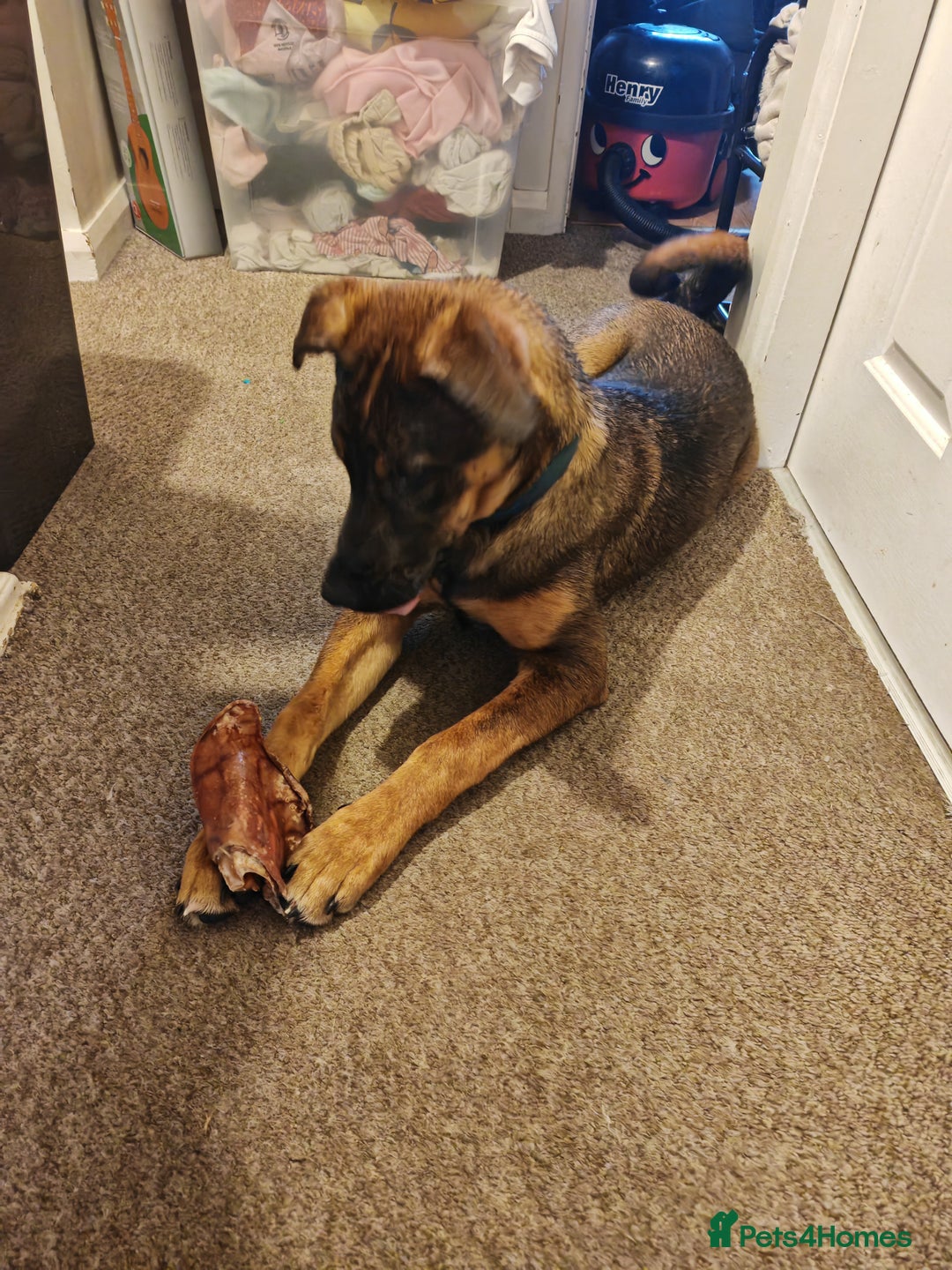 Mixed Breed dogs for sale: Beautiful Doberman/Akita Cross – Loving, Boy - Advert 2