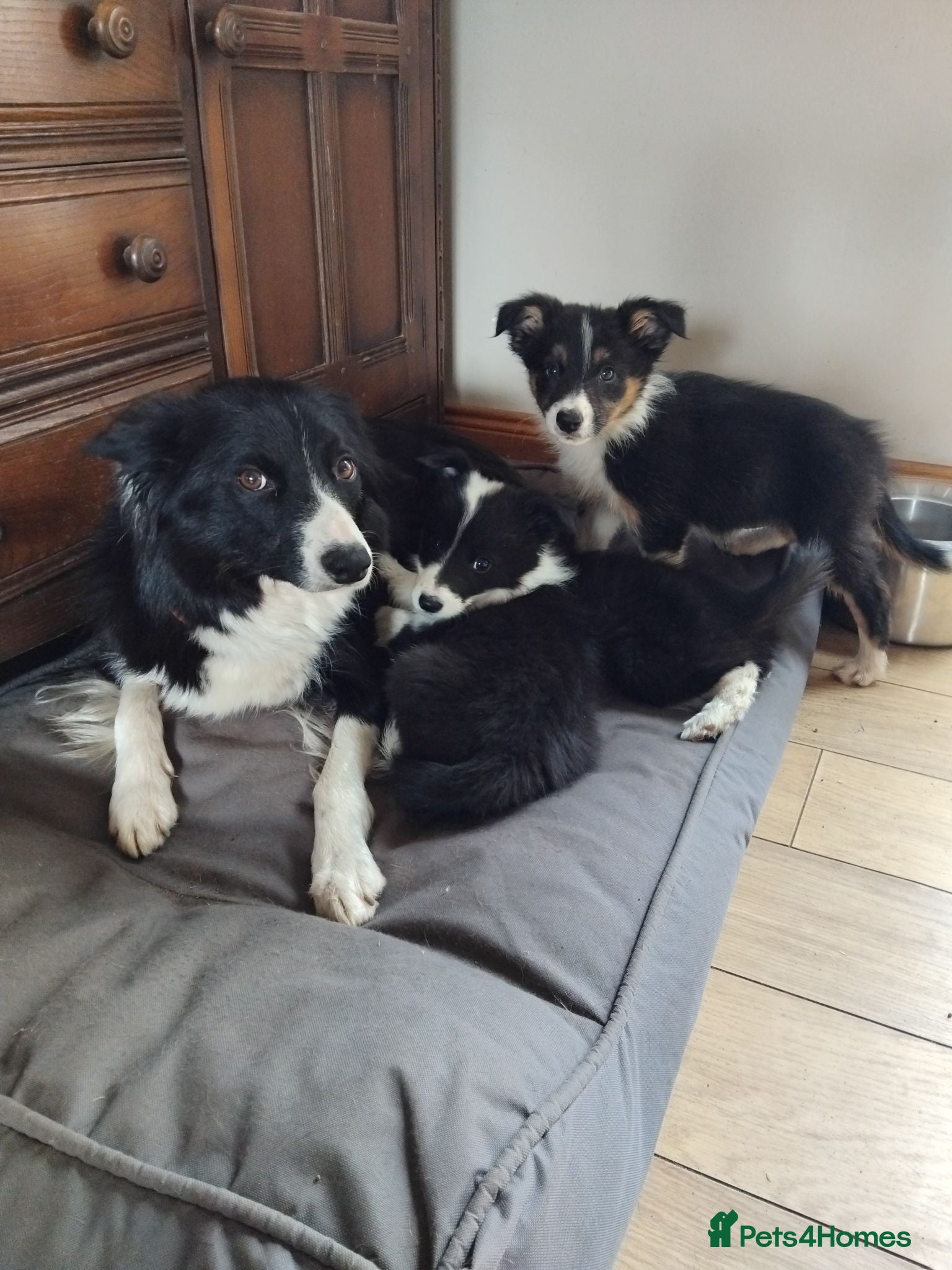 Border Collie dogs Border collies puppies - Advert 5