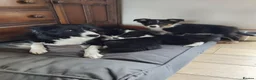 Border Collie dogs for sale: Border collies puppies - Advert 1
