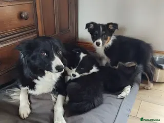 Border Collie dogs Border collies puppies - Advert 5