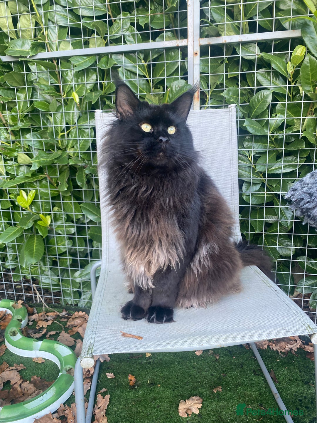 Maine Coon cats for sale: Attention please  - Image 18