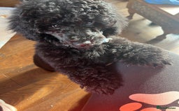 Mixed Breed dogs for sale: Shih poo  - Image 9