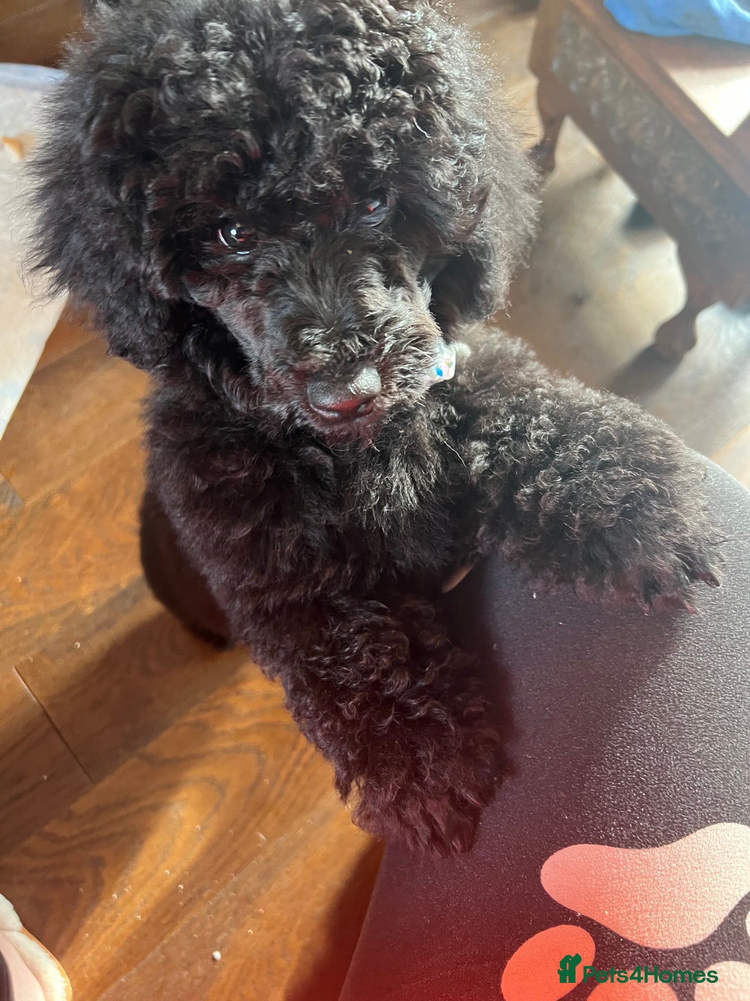 Mixed Breed dogs for sale: Shih poo  - Image 9