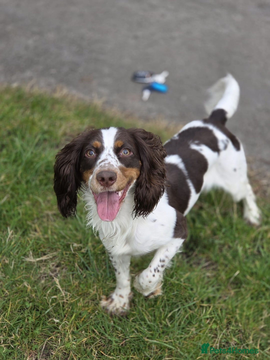 Sprocker dogs for sale: Sprocker spaniels for sale  - Advert 1
