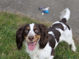 Sprocker dogs Sprocker spaniels for sale - Advert 1