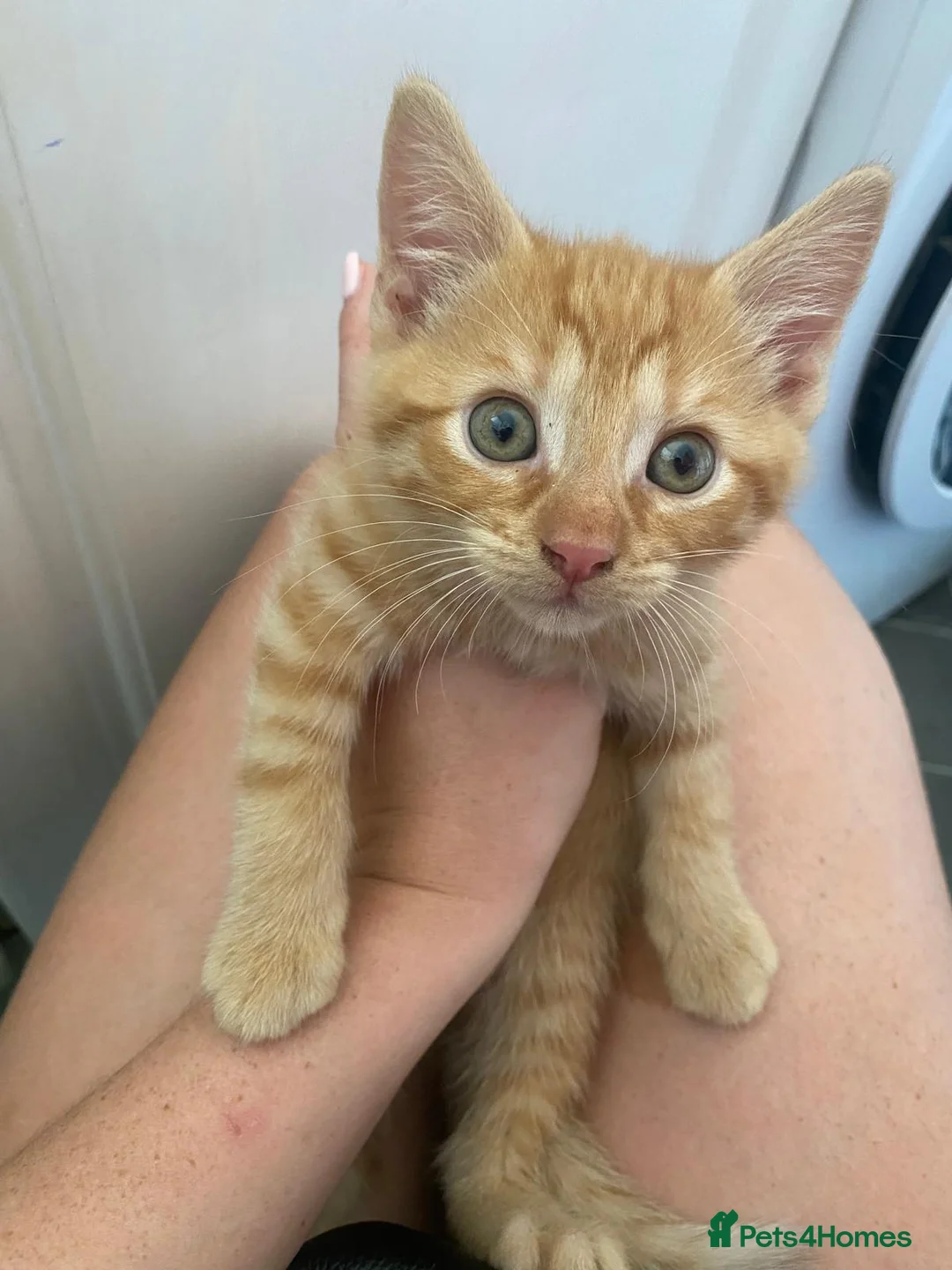 Mixed Breed cats for sale: 6 kittens looking for loving homes  - Advert 2